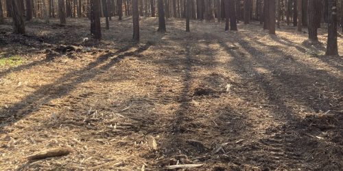 Forestry Mulching